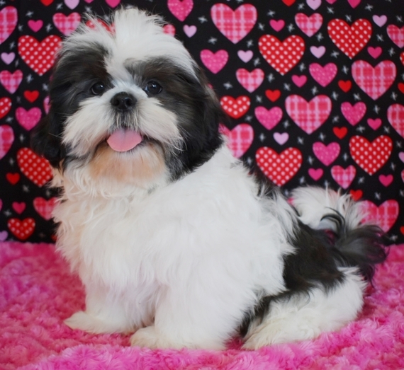 puppyspot shih tzu