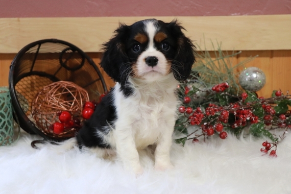 sir charles dog breed