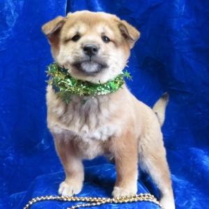 Dandy Shiba Inu Puppy