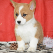 Amelia Pembroke Welsh Corgi Puppy