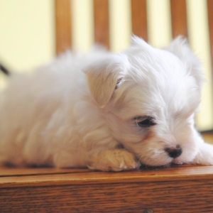 puppyspot maltese