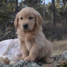 second chance goldens