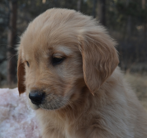 second chance goldens