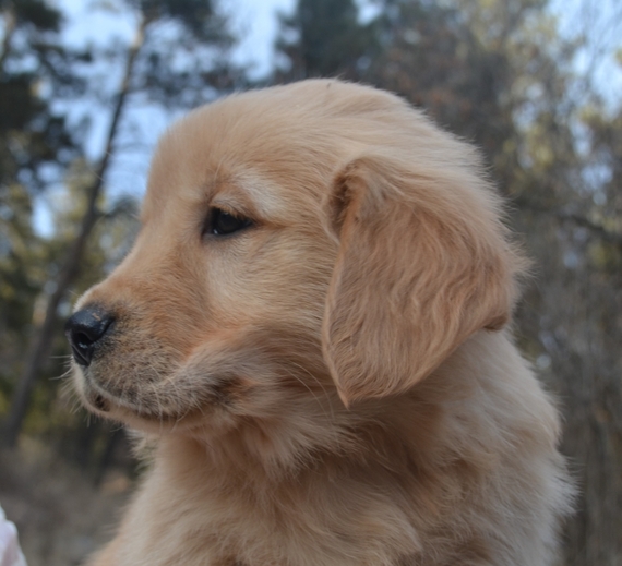 second chance goldens