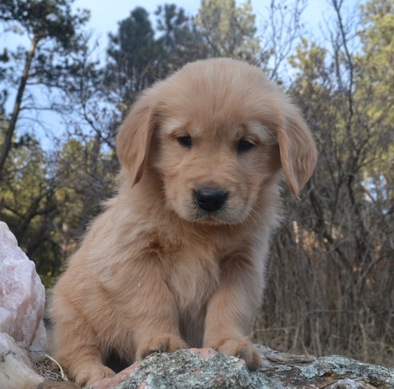 second chance goldens