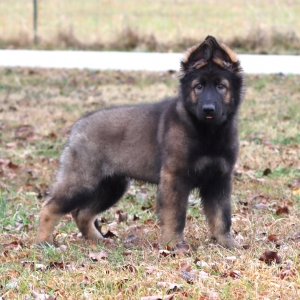 native american german shepherd