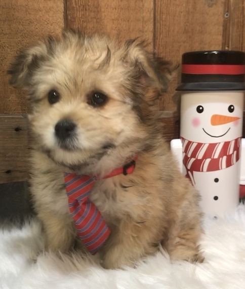 pomeranian x poodle puppies for sale