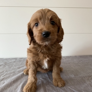 purebred goldendoodle