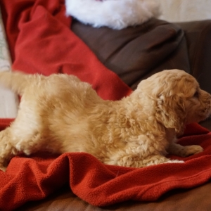 goldendoodle red color