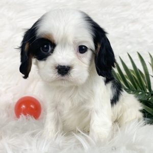 blue eyed cavalier king charles spaniel