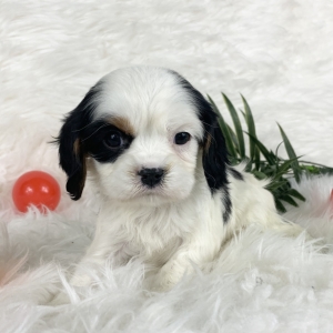 blue cavalier king charles spaniel