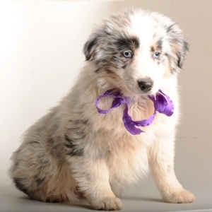puppyspot australian shepherd