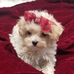 maltipoo docked tail