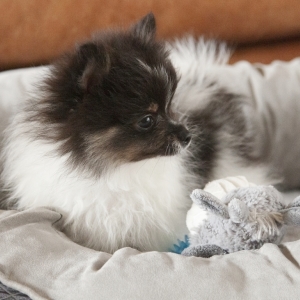 pomeranian puppy fluffy