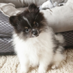 fluffiest pomeranian