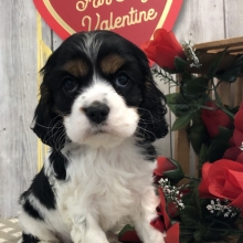 cockalier puppies near me