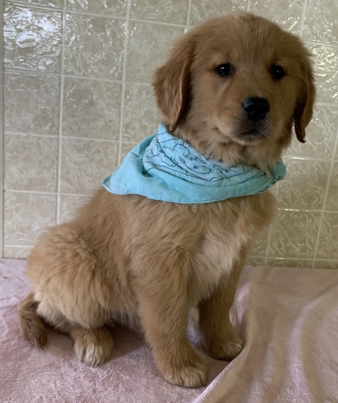 golden retriever pup for you