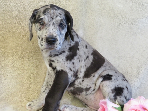 silver merle great dane