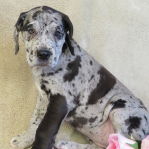 silver merle great dane