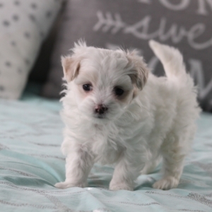 teddy maltipoo