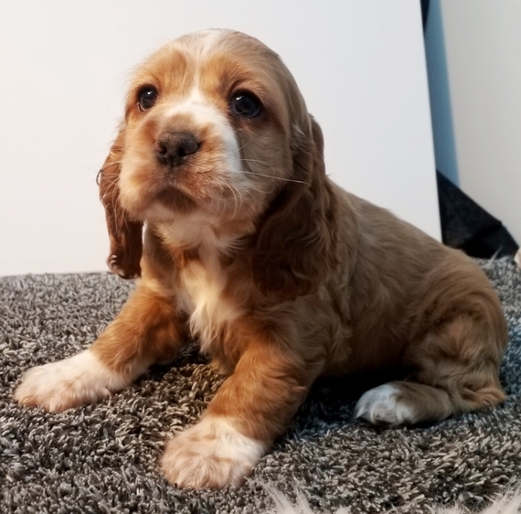 little cocker spaniel