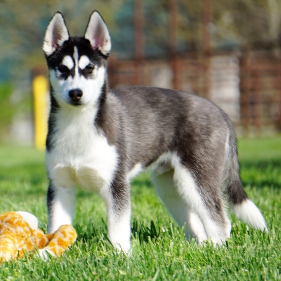 puppyspot husky