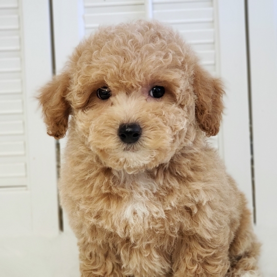 Peaches Poodle Puppy 635657 PuppySpot