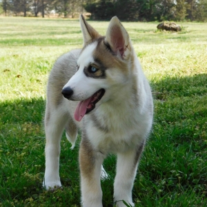 sable siberian husky