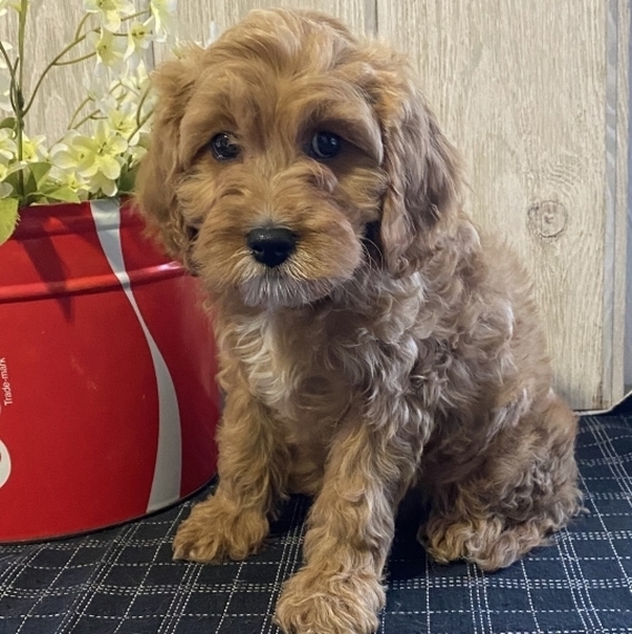 red cavapoo puppies