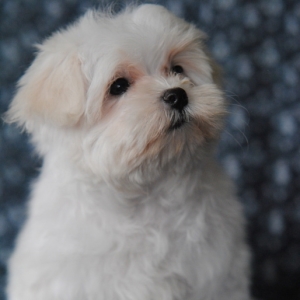 puppyspot maltese