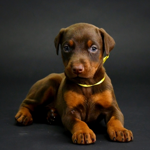 Azure Doberman Pinscher Puppy Puppyspot