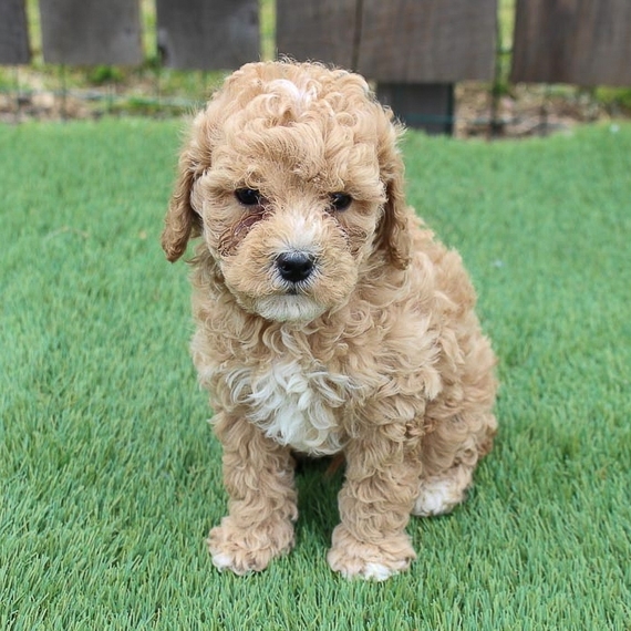 free cavapoo puppies