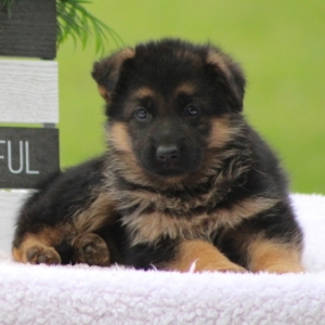 Scarlet A Black Tan Female German Shepherd Dog Puppy 638337 Puppyspot