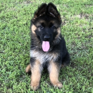 Stetson A Black Tan Male German Shepherd Dog Puppy 638357 Puppyspot