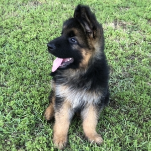 Stetson A Black Tan Male German Shepherd Dog Puppy 638357 Puppyspot