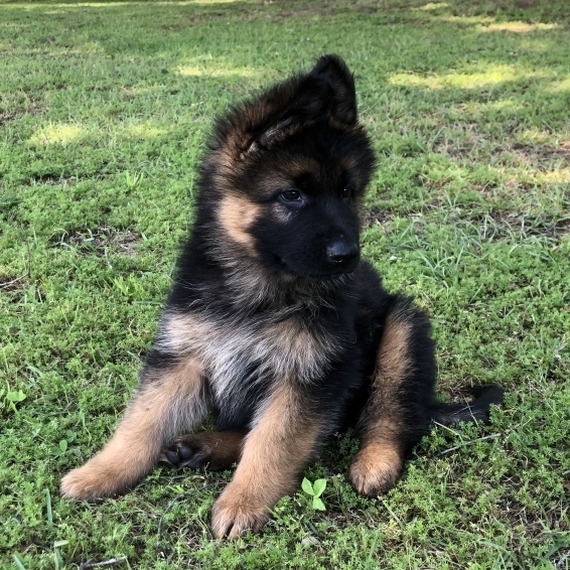 Stetson German Shepherd Dog Puppy 6357 Puppyspot
