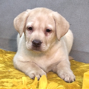 Elsie Labrador Retriever Puppy 638367 Puppyspot Elsie Labrador Retriever Puppy 638367