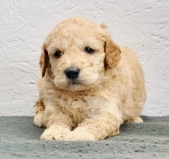 Curly Goldendoodle Puppy 639057 PuppySpot