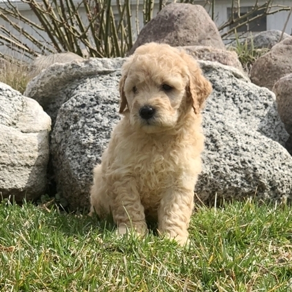 Curly Goldendoodle Puppy 639057 | PuppySpot