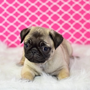 female pug puppy