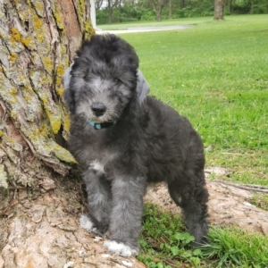 bedlington terrier puppies near me