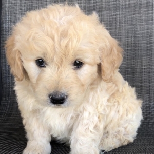 my goldendoodle puppy is so calm
