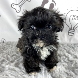 black malshi puppies