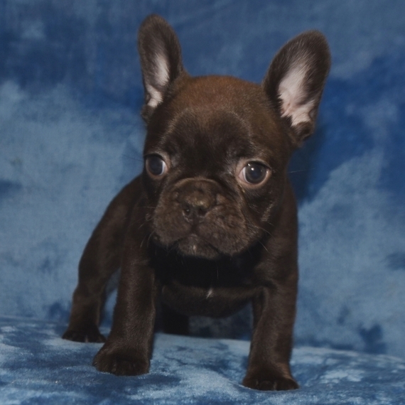 Coco, a Chocolate & White Female French Bulldog Puppy 641297 PuppySpot