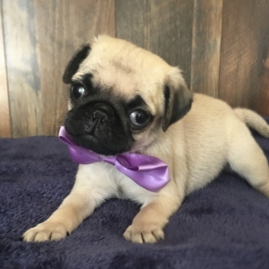 peter shea pug breeder