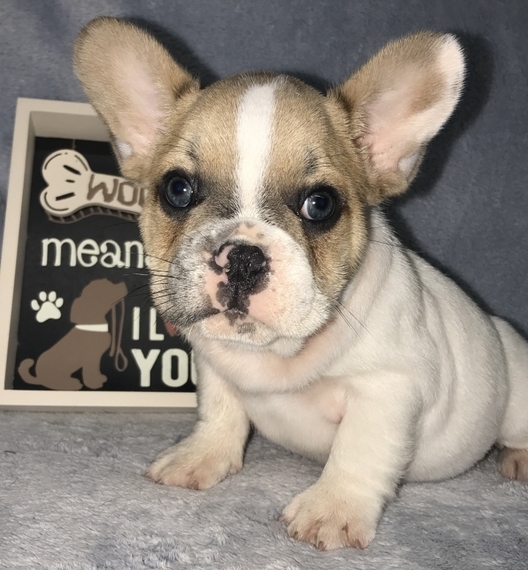 show me a french bulldog