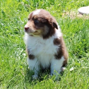 puppyspot australian shepherd
