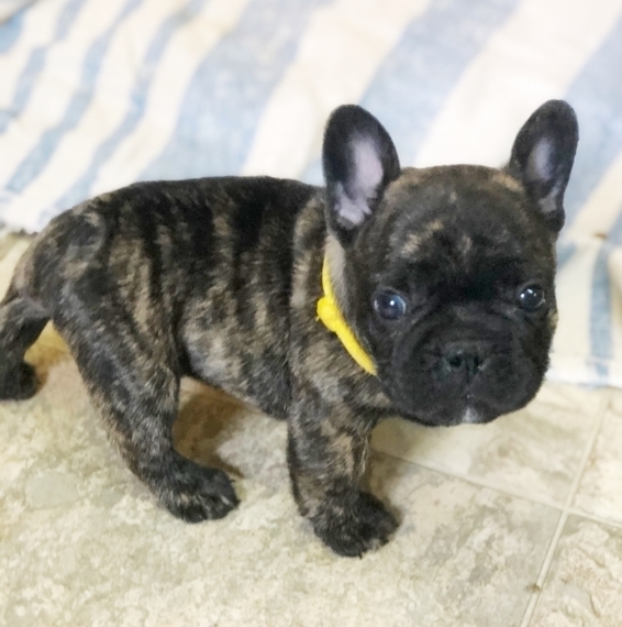 gator french bulldogs