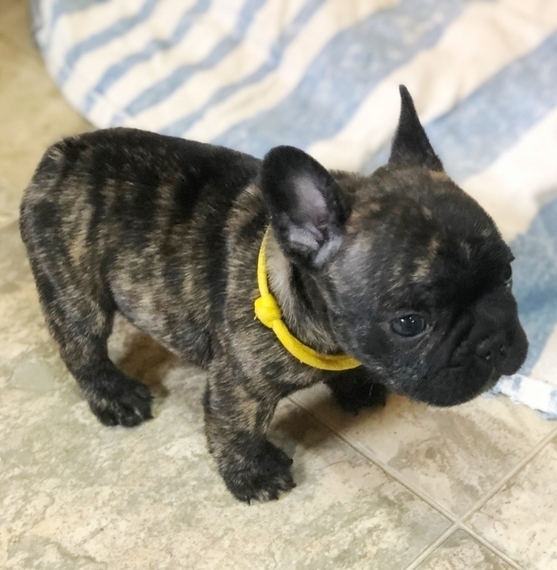 gator french bulldogs