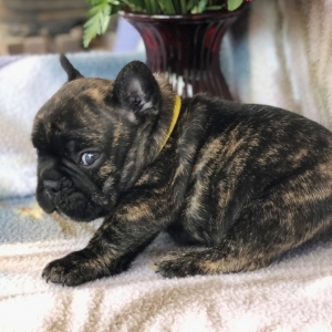 gator french bulldogs